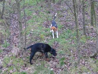 11 Wochen - Bibo + Lena (Beagle)